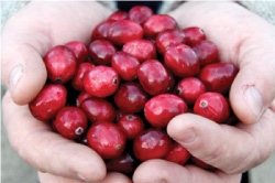 cranberry01