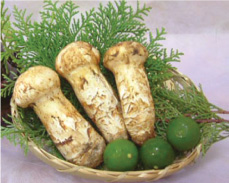 matsutake