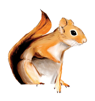 american-red-squirrel