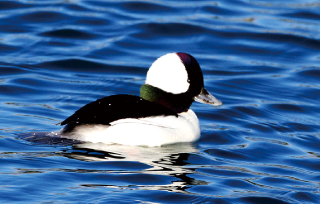 birdwatcher-nagai-masato-03