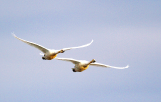 birdwatcher-nagai-masato-06