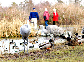 birdwatcher-nagai-masato-07