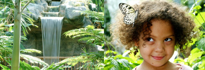 cambridge-butterfly-conservatory