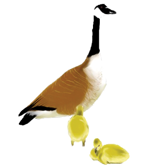 gooses