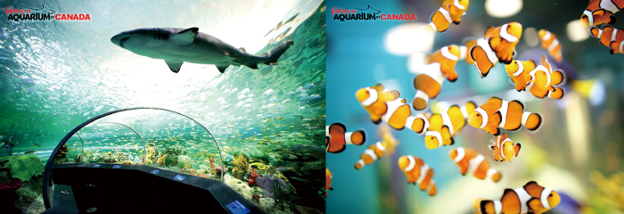 ripleys-Aquarium-of-Canada