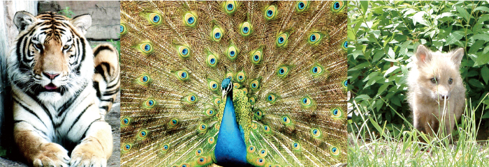 twin-valley-zoo