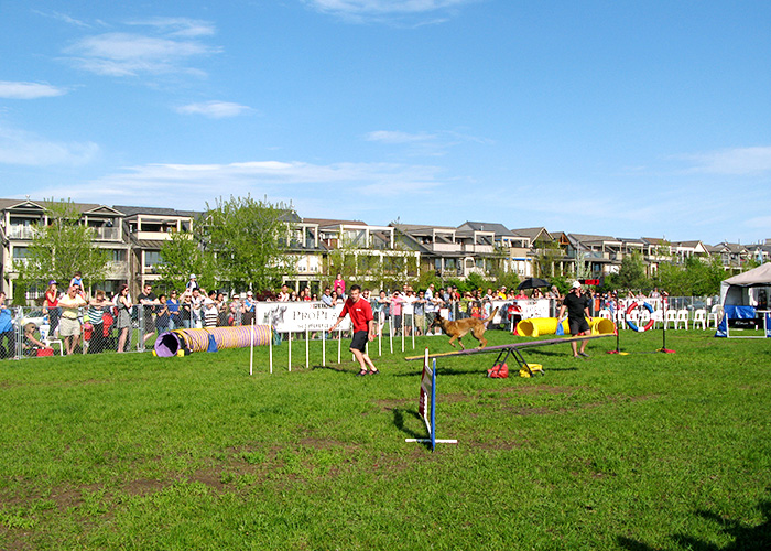 woofstock-01