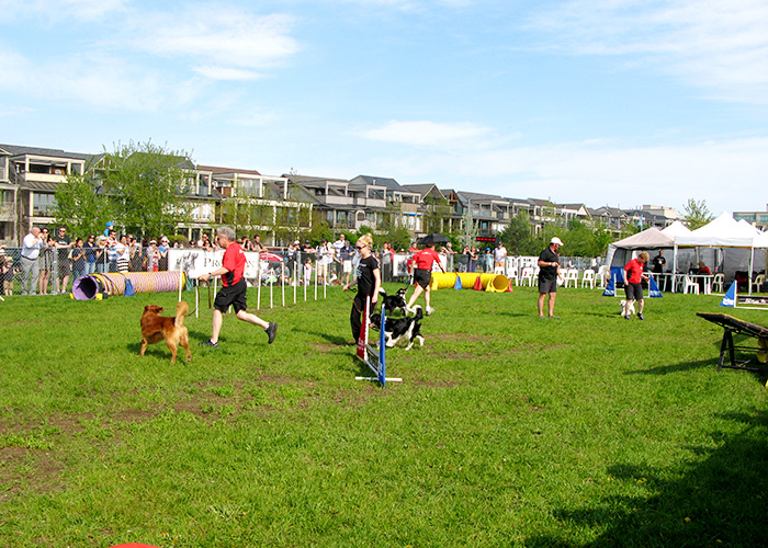 woofstock-02