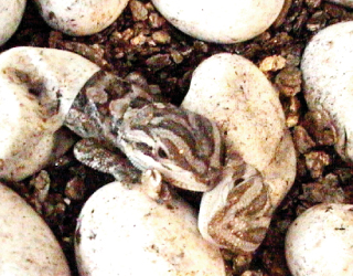 ikebata-nursery-school-35-02