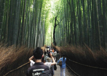 CMなどでも有名な嵐山嵯峨野の竹林の道は癒されました。