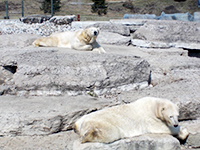toronto-zoo-02
