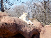 toronto-zoo-03
