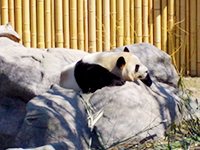 toronto-zoo-04