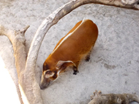 toronto-zoo-05