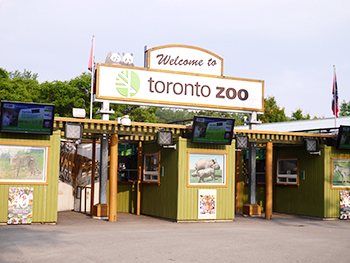 toronto-zoo-panda-01
