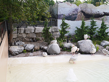 toronto-zoo-panda-03