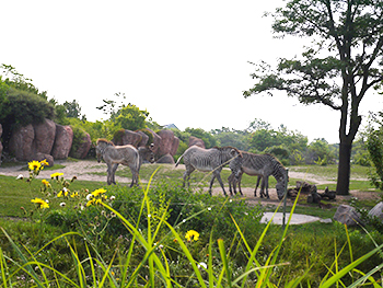 toronto-zoo-panda-04