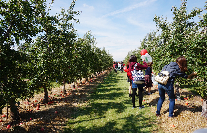 apple-picking-01