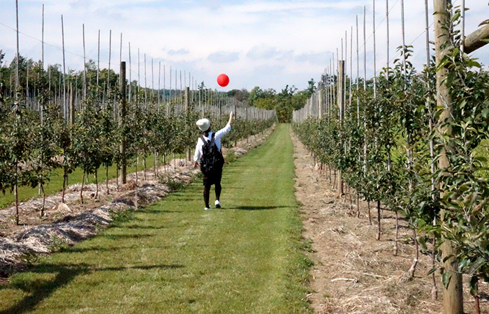 apple-picking-03