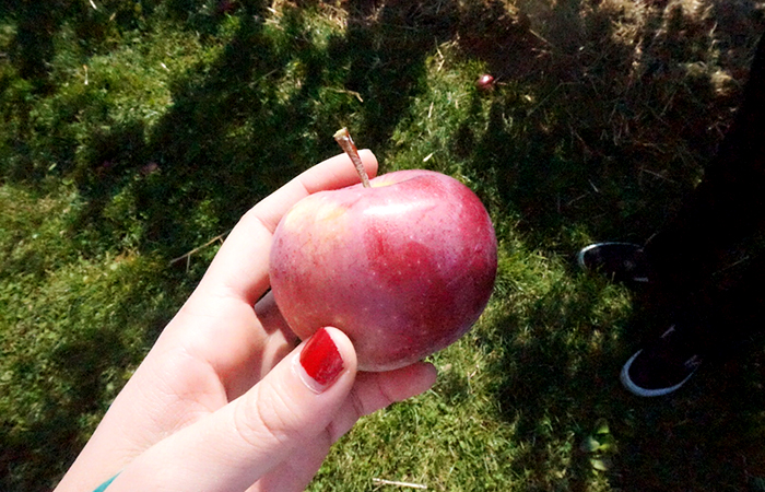 apple-picking-04