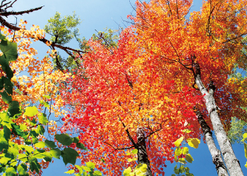 community-news-09-2014-03