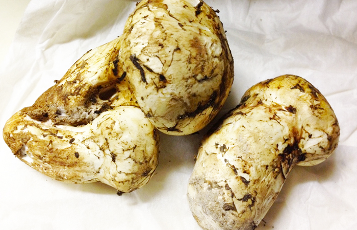 matsutake-03