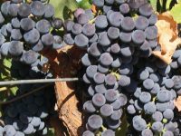 ワインビギナーのためのワインの基礎知識