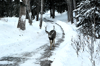 banff2-02