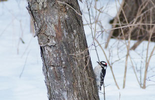 セジロコゲラ(Downy Woodpecker)