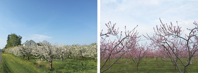 チェリーとピーチの花が咲き誇る新緑の季節