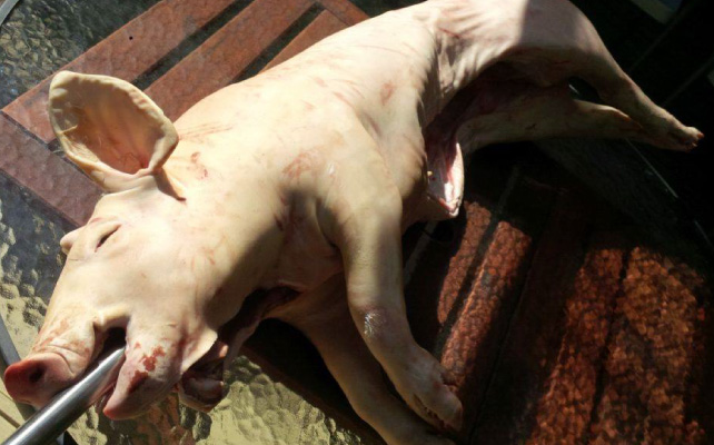 pig-roast-01