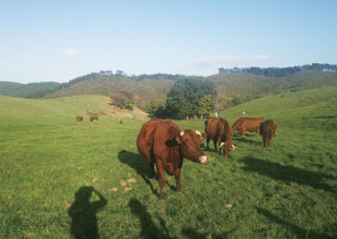 大自然の中で親子が寄り添いと子牛と子牛同士が戯れあう