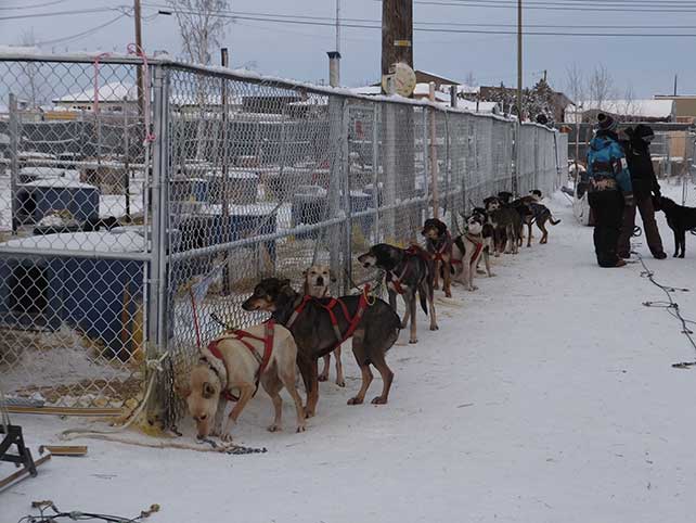 sled-dogs-01