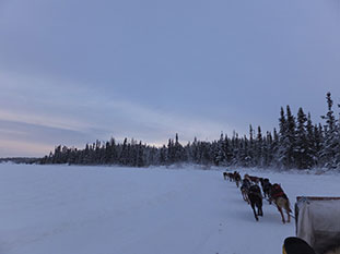 sled-dogs-04