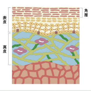 資生堂HPより
