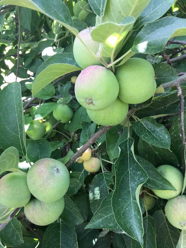 cider3