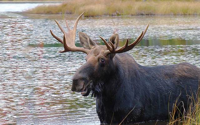 kaede-forest160902