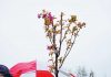 sakura-planting-ceremony01