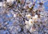 トロントの桜満開に向けてハイパーク閉鎖に伴い市がライブカメラで配信。総領事館もバーチャル花見を企画
