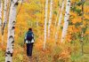 今から秋の旅計画！クルマでアクセスできる おすすめの紅葉エリアを紹介｜特集「残りわずかな夏に押さえておきたいトロント8トピック」