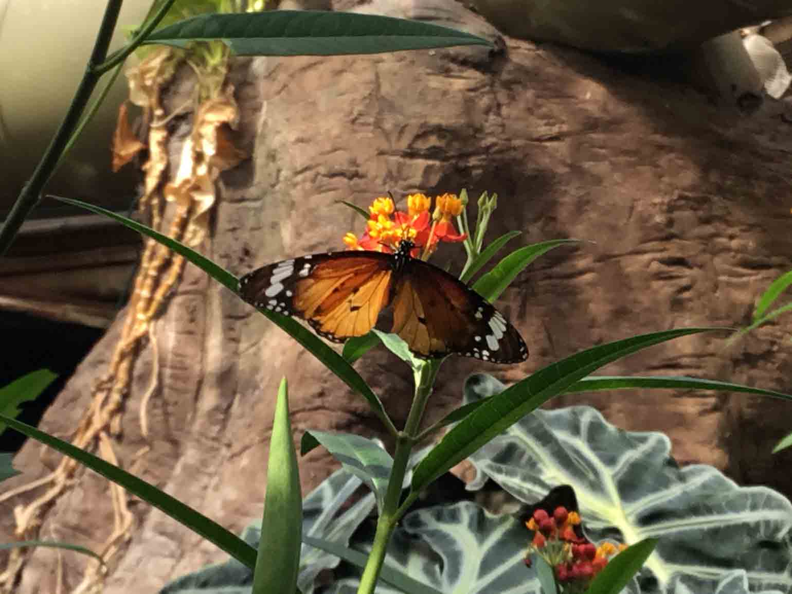 こういうその土地のリアリティ出そうとしている感は好ましい