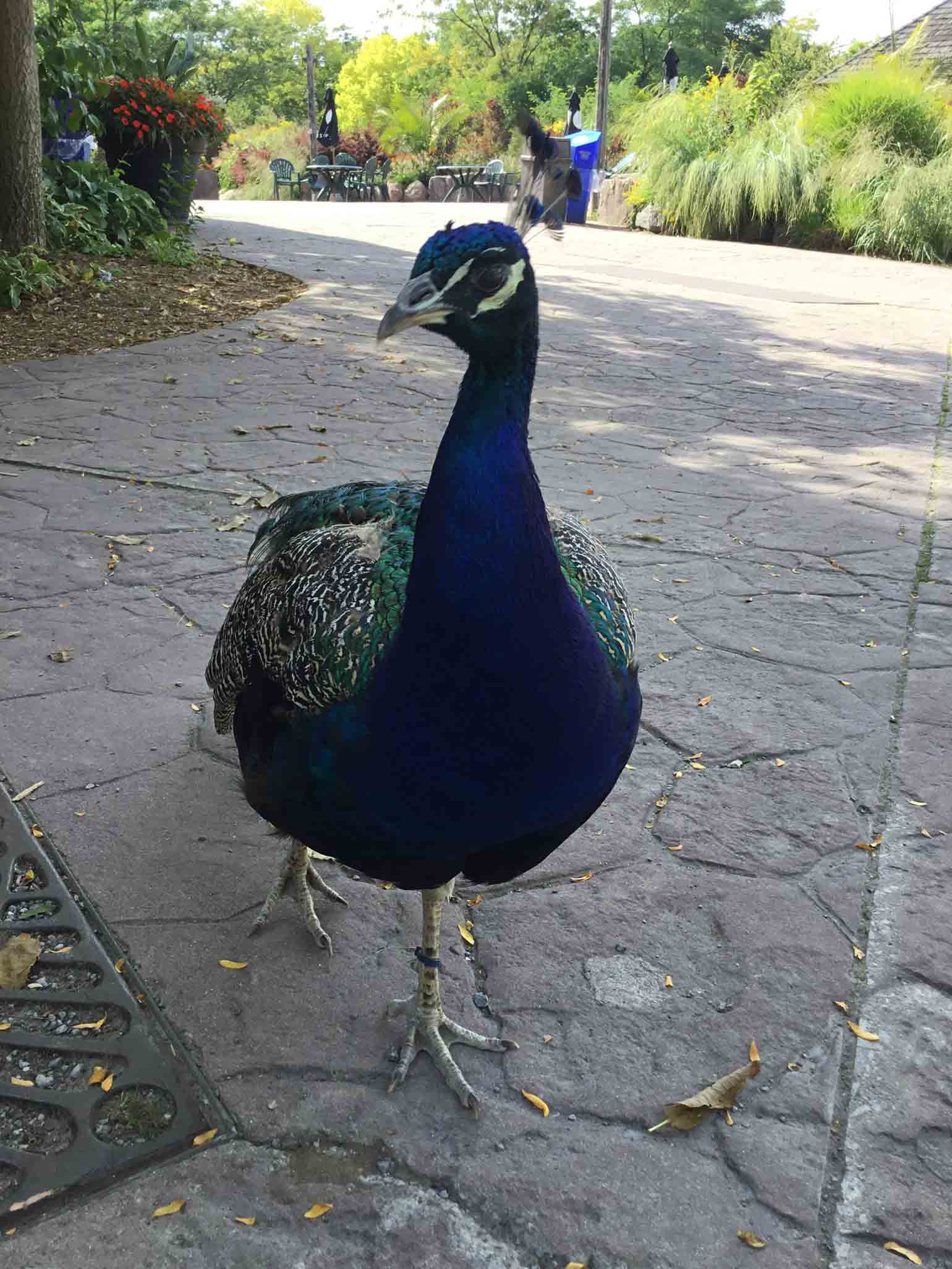 この日、最後まで羽を広げることはなかった