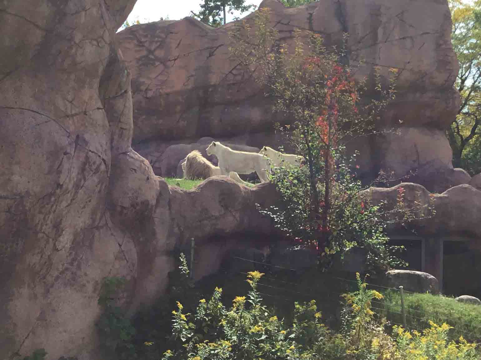 ホワイトライオン