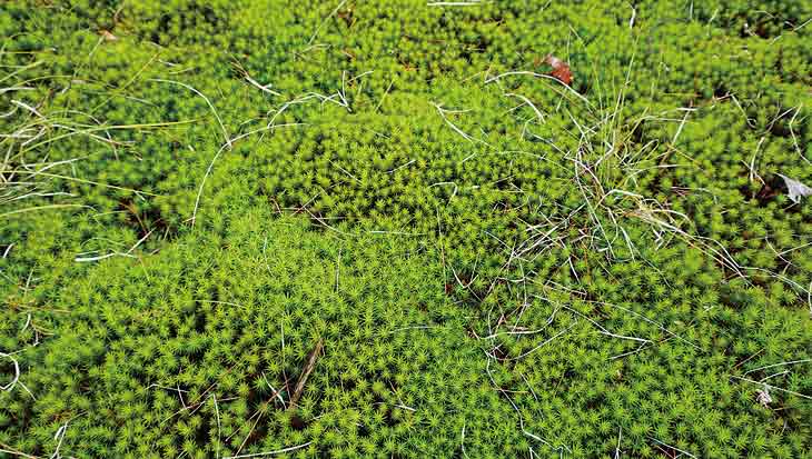 ふかふか!苔のジュータン