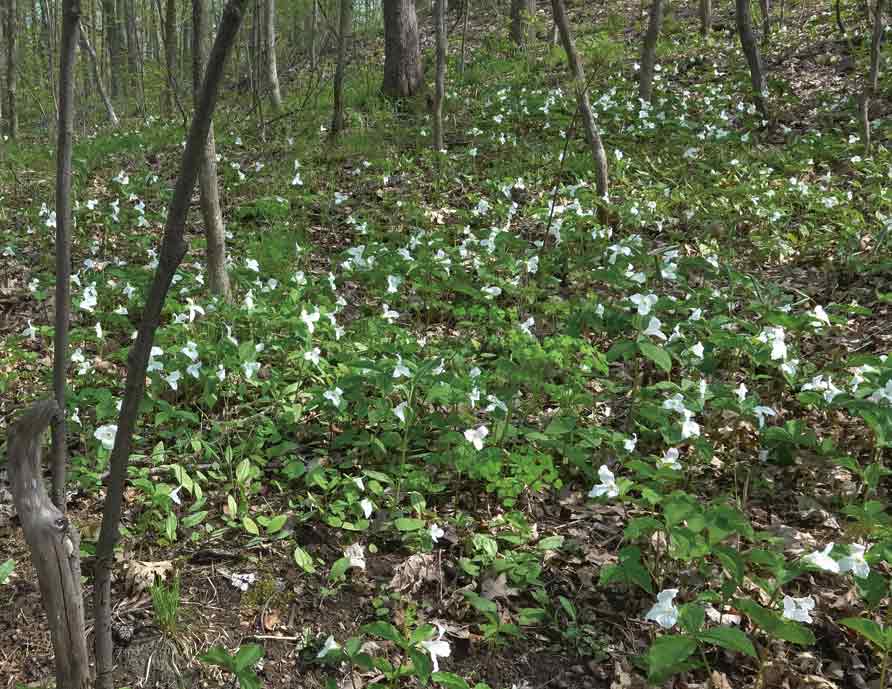 マウント・ロイヤルのハイキングコースにトリリアムが咲き誇る。