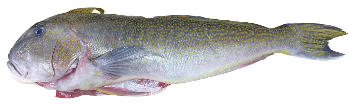 甘鯛太郎 今月のネタ 「フロリダ産」黄甘鯛（Tilefish）｜トロントの魚屋さん