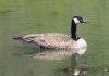 canada-goose-02